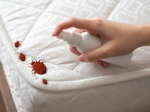 Best Local Pest Control Services  in Spring Hill, TN